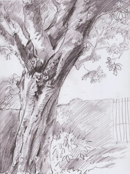 Chestnut, Pencil